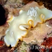 nudibranch_elegant_mid_h_0705_png1382.jpg